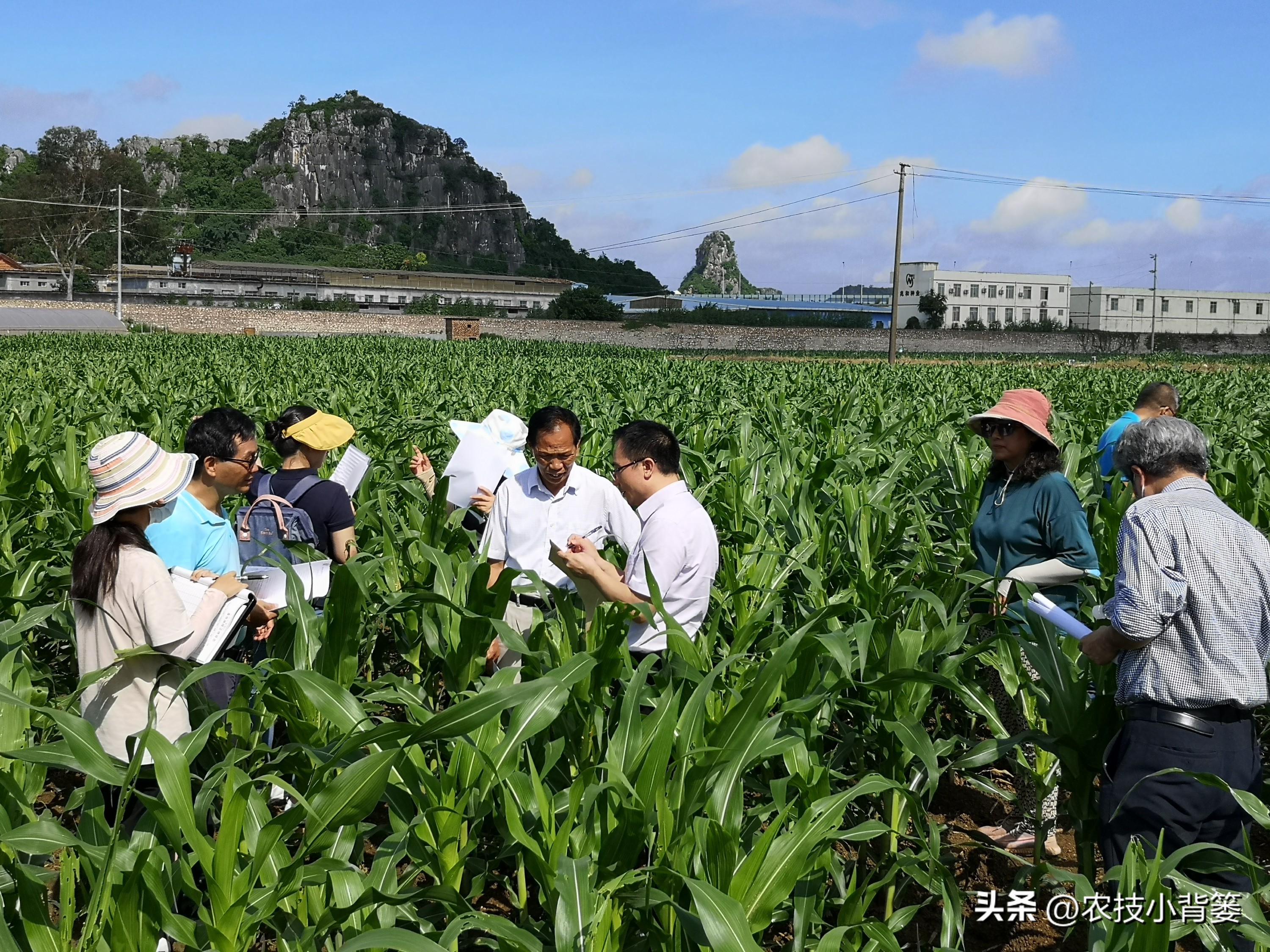 粗缩病玉米叶鞘症状图片,玉米粗缩病什么时间防控最合适