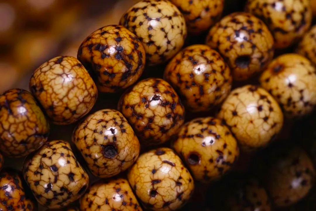 星月菩提具体盘玩步骤与方法,星月菩提怎样的适合盘玩