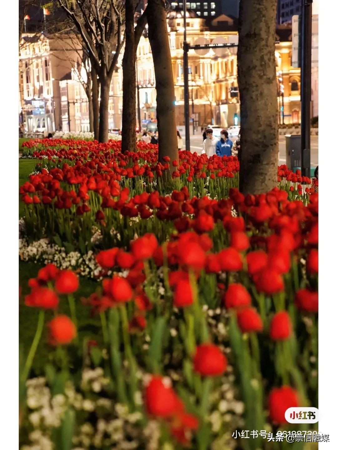 上海的浪漫鲜花,上海最美的鲜花