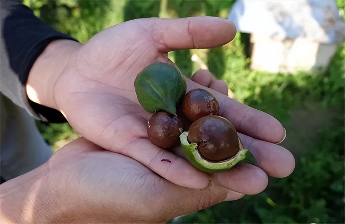 夏威夷果为什么叫夏威夷果,夏威夷果为什么叫鸡蛋果