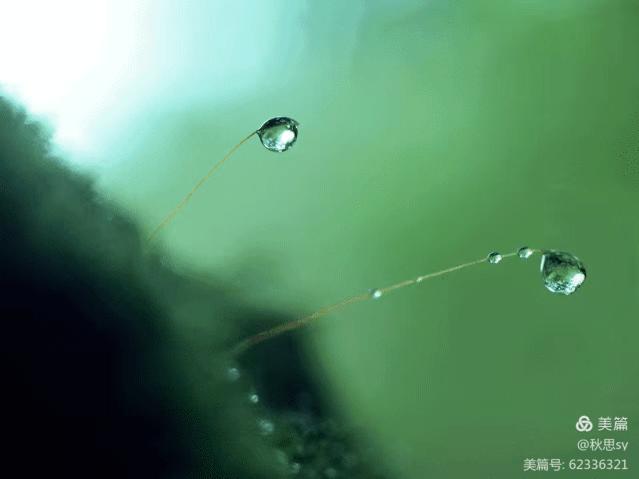 原创诗词七律夏之韵,原创诗词七律六月