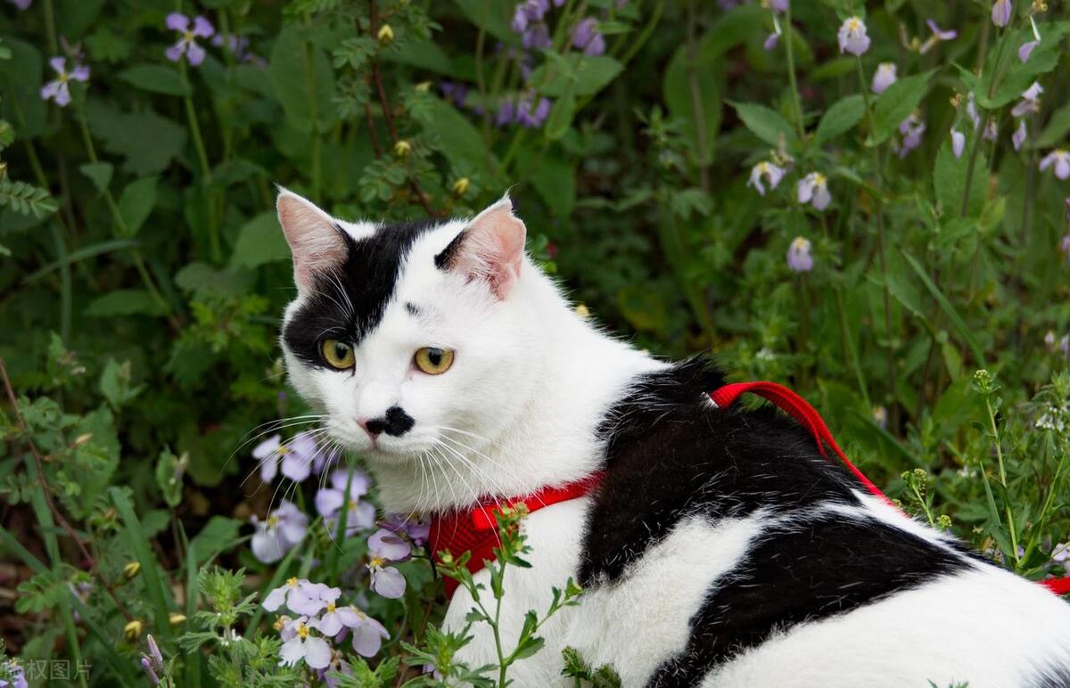 奶牛猫和哪些猫咪的品种相处得好,奶牛猫和狸猫的优缺点