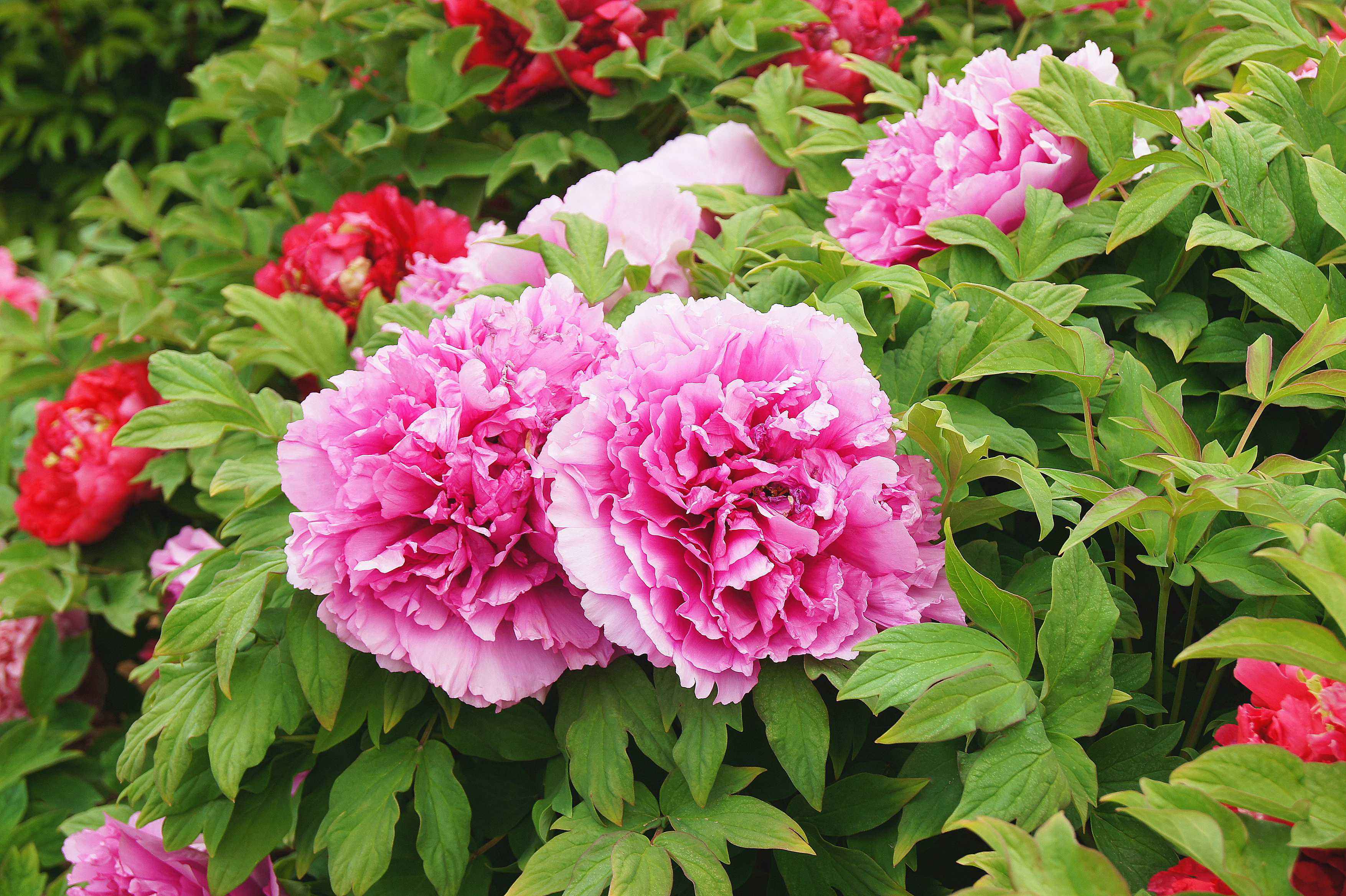 10种“漂亮花”，开花红艳艳，美得不可方物，客人来了走不动道