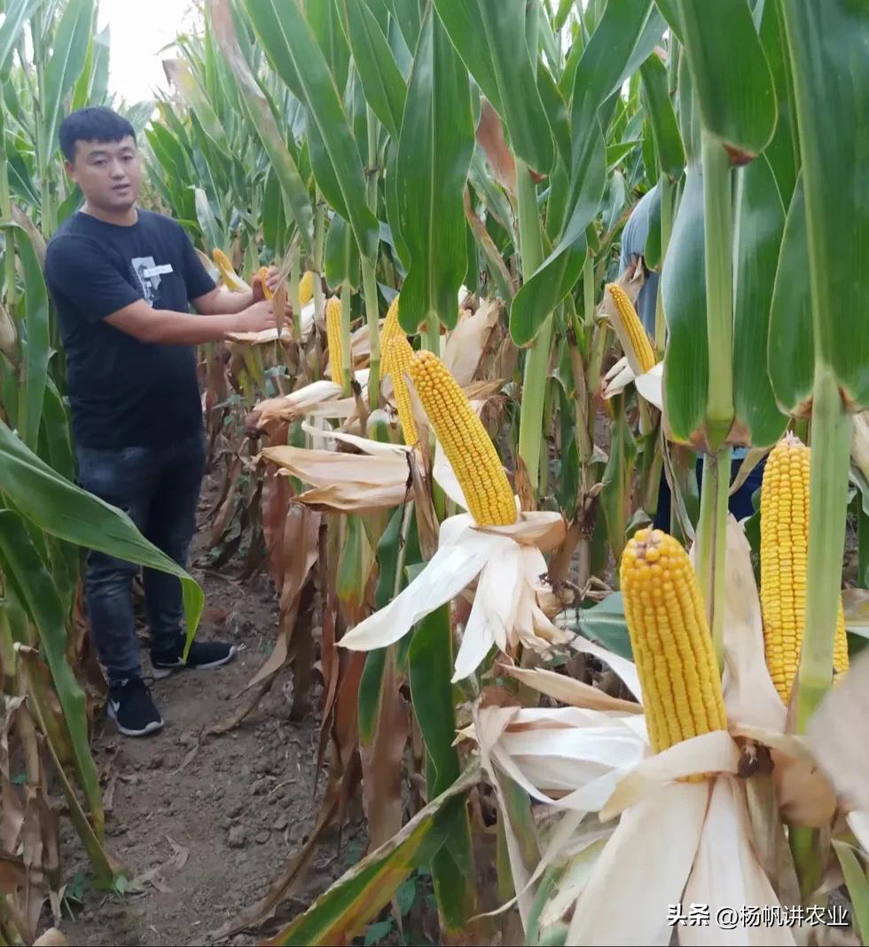 他亩产1300斤玉米，我的1800斤，高温导致减产，我的抗高温还高产