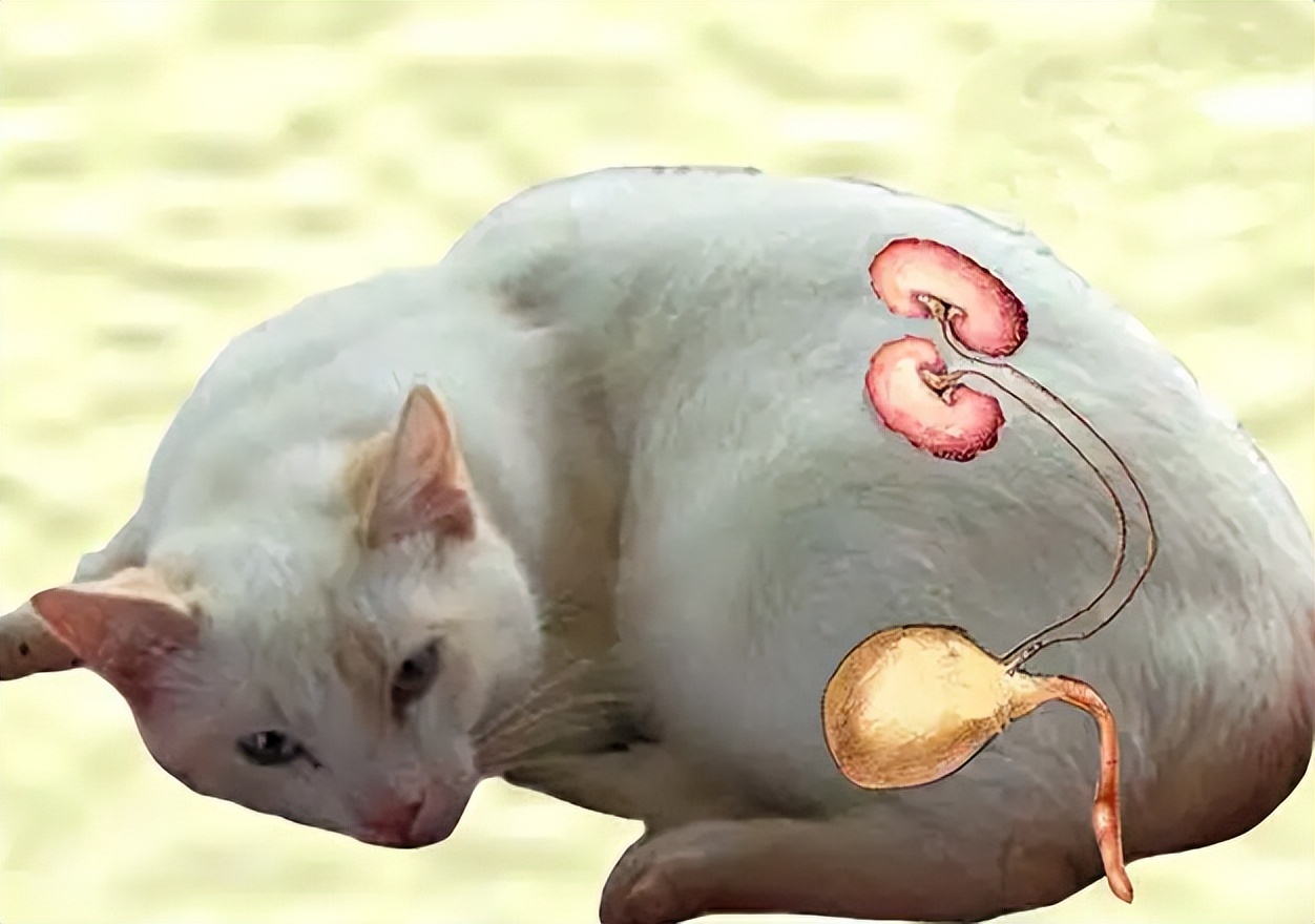猫咪尿血医生一般怎么检查,猫咪尿血最快的药