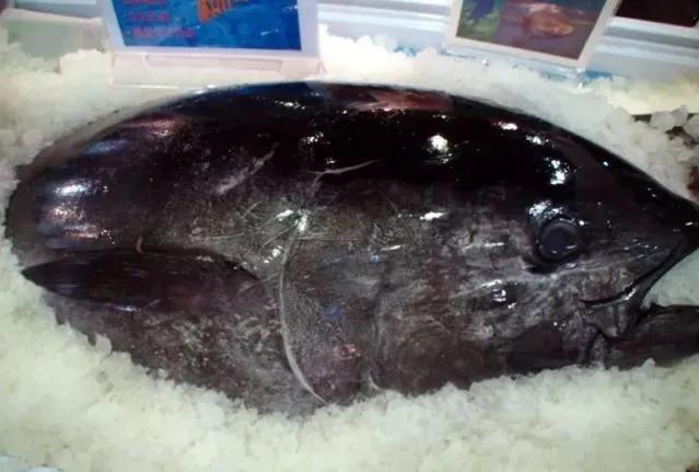 鱼类食材大全名称图片,鱼类菜谱大全100种