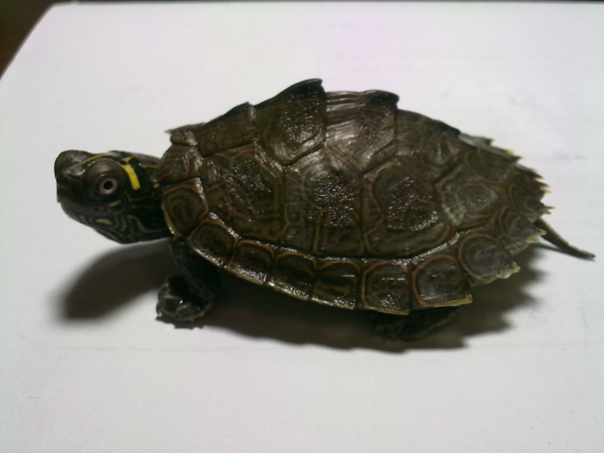 宠物乌龟饲养视频,宠物乌龟饲养方法