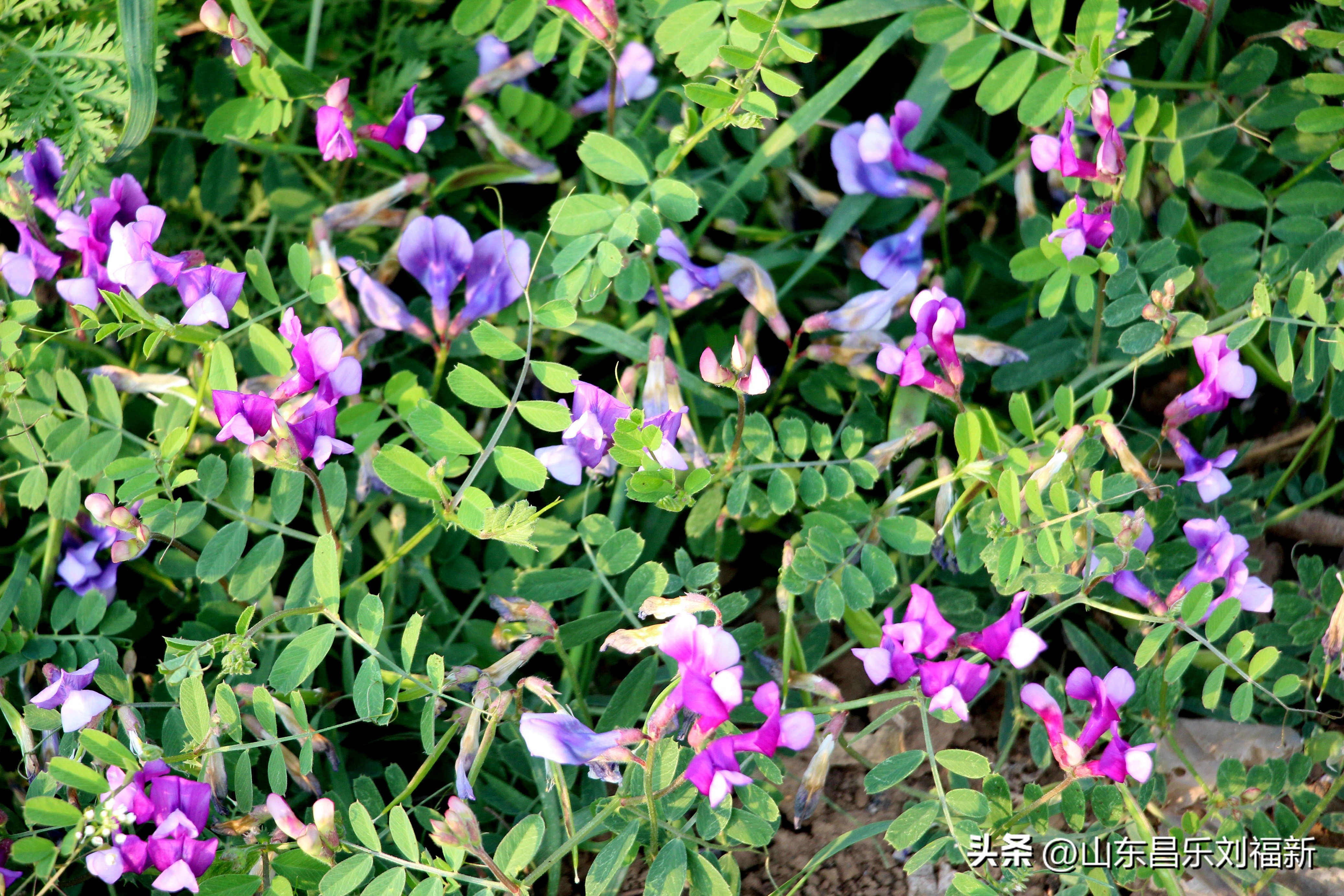洋槐花·万马奔腾电器·鄌郚医院贴膏药