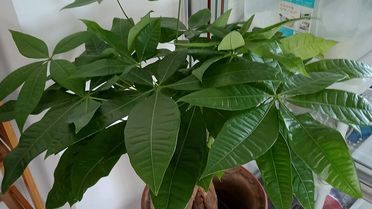 推荐9种适合在办公室养的小盆栽,办公室绿植盆栽室内净化空气