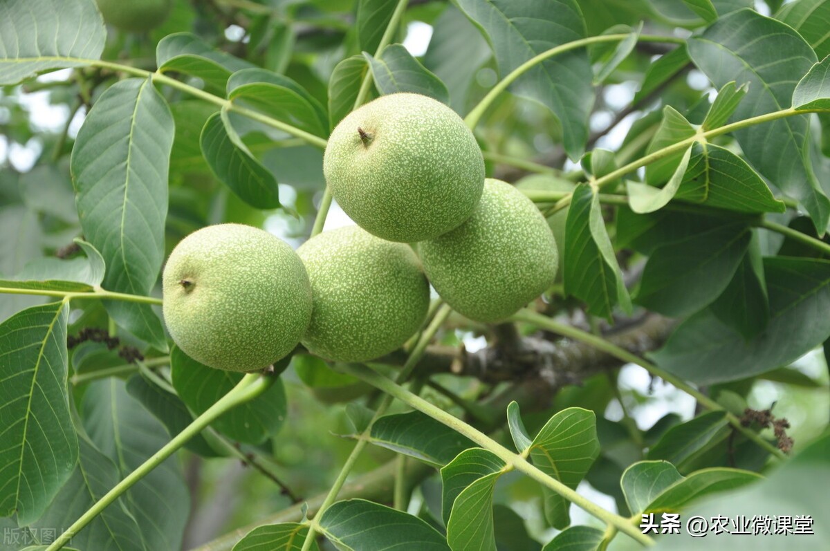 核桃树结果后怎么管理防病虫,核桃树高产管理技术及病虫害防治