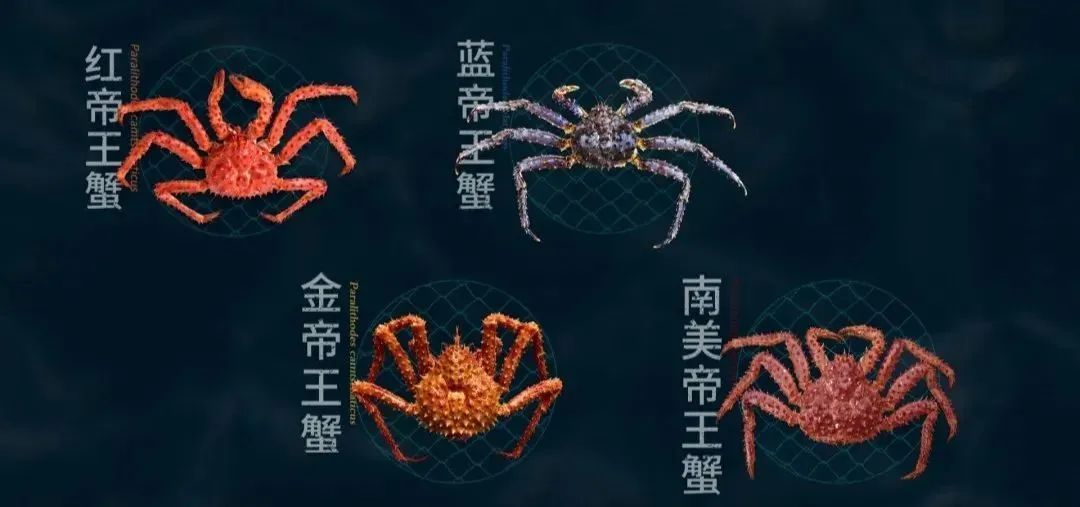 什么淡水蟹又大又好吃,厚礼蟹是螃蟹吗