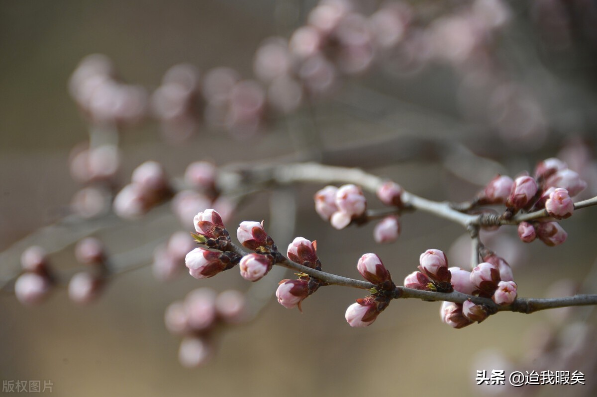 被偏爱的一方总是有恃无恐,被偏爱的总是有恃无恐文案