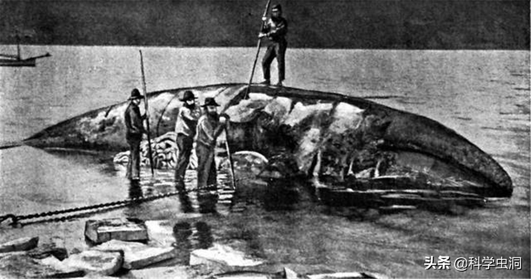如果人在鲸鱼的肚子里该如何逃生,鲸鱼腹中逃生