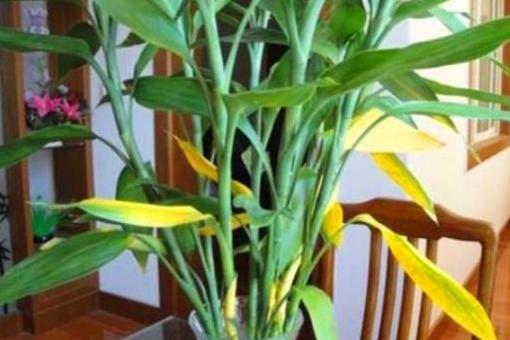 发财树的叶子剪掉后还会再长吗,发财树叶子发黄用什么药治疗