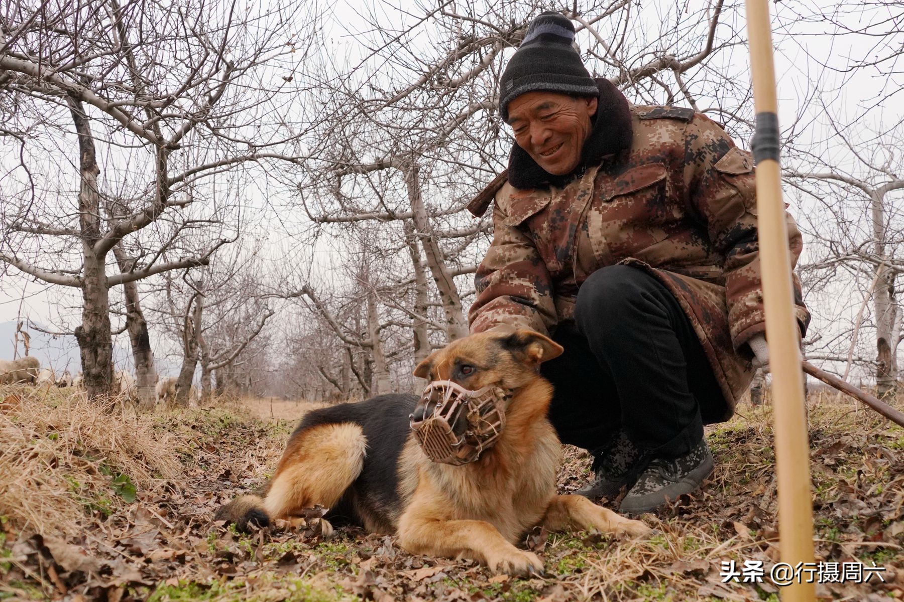 狼犬咬死牧羊犬,狼犬一年后开始反击