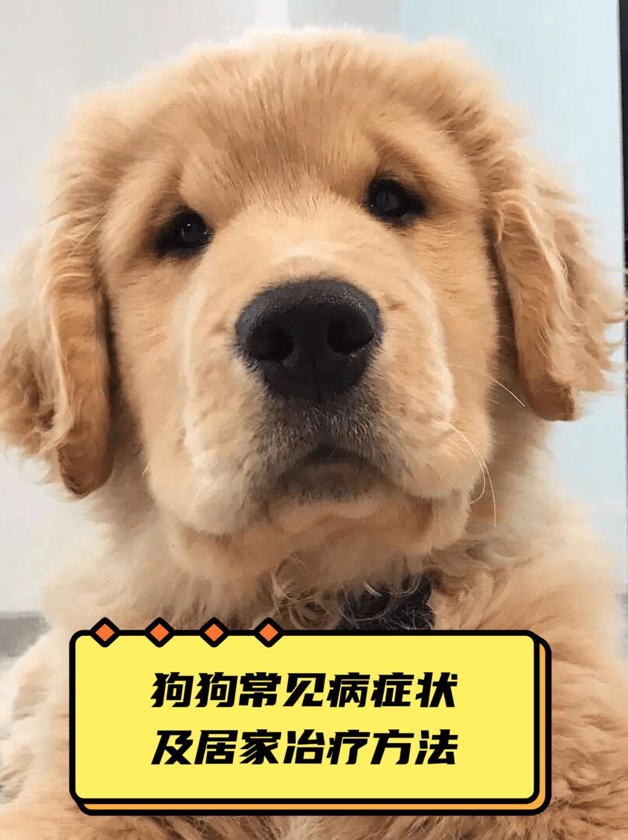 老年犬尿路感染症状,老年犬关节炎症状