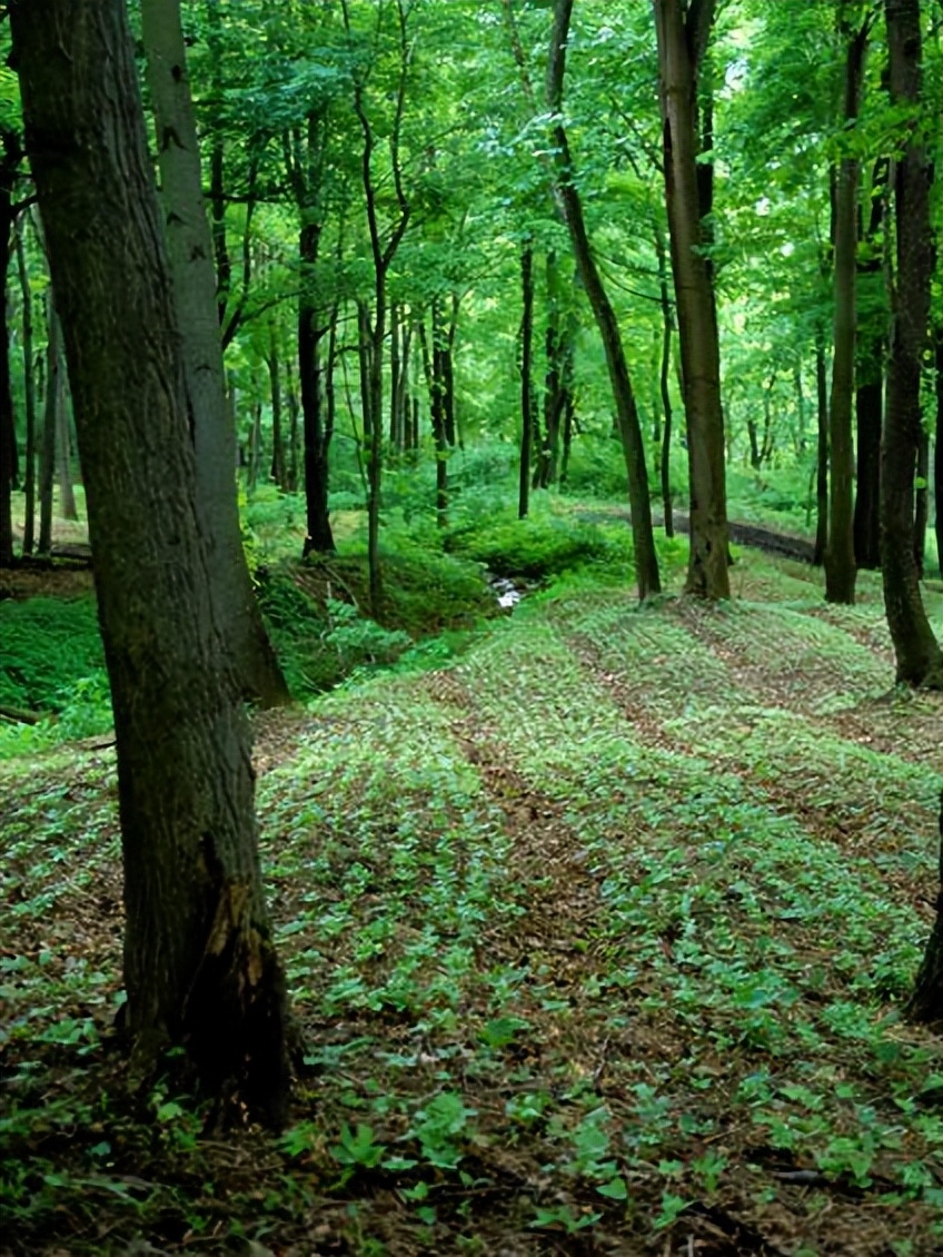 美国西洋参和中国西洋参有啥区别,美国产的西洋参好处是什么
