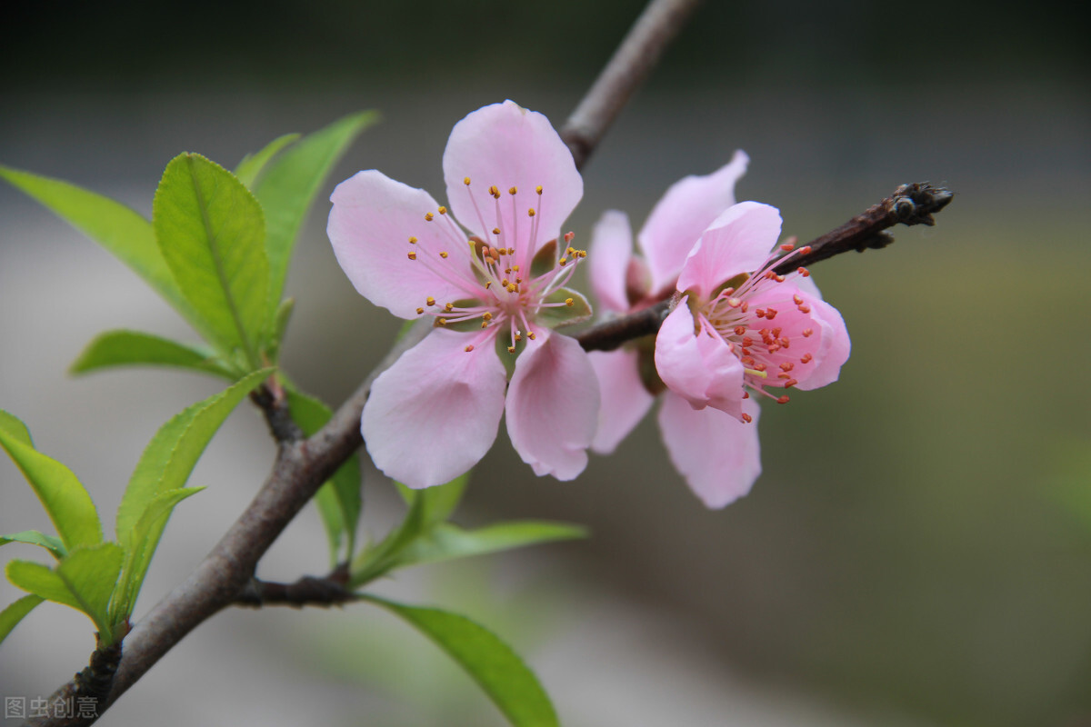 乳酸菌导致胰腺癌,乳酸菌是酸奶界的大佬