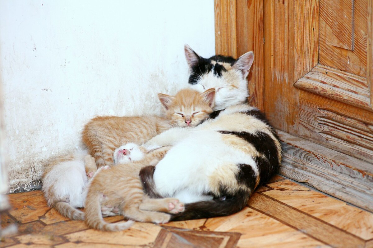 为什么狗的体型比猫的体型大,同等的体型狗跟猫哪个厉害