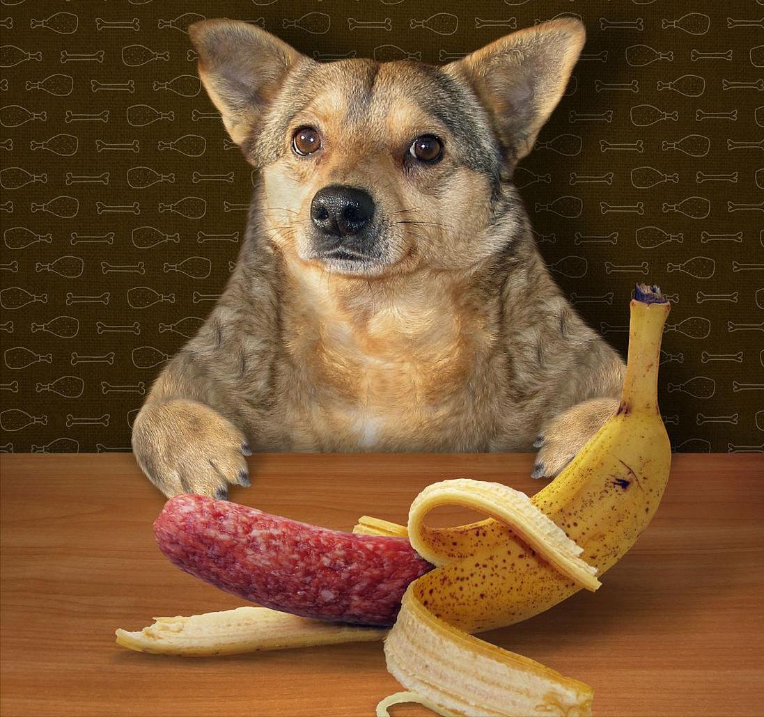 这20种食物，对狗来说是“毒药”，你还在给它吃吗？