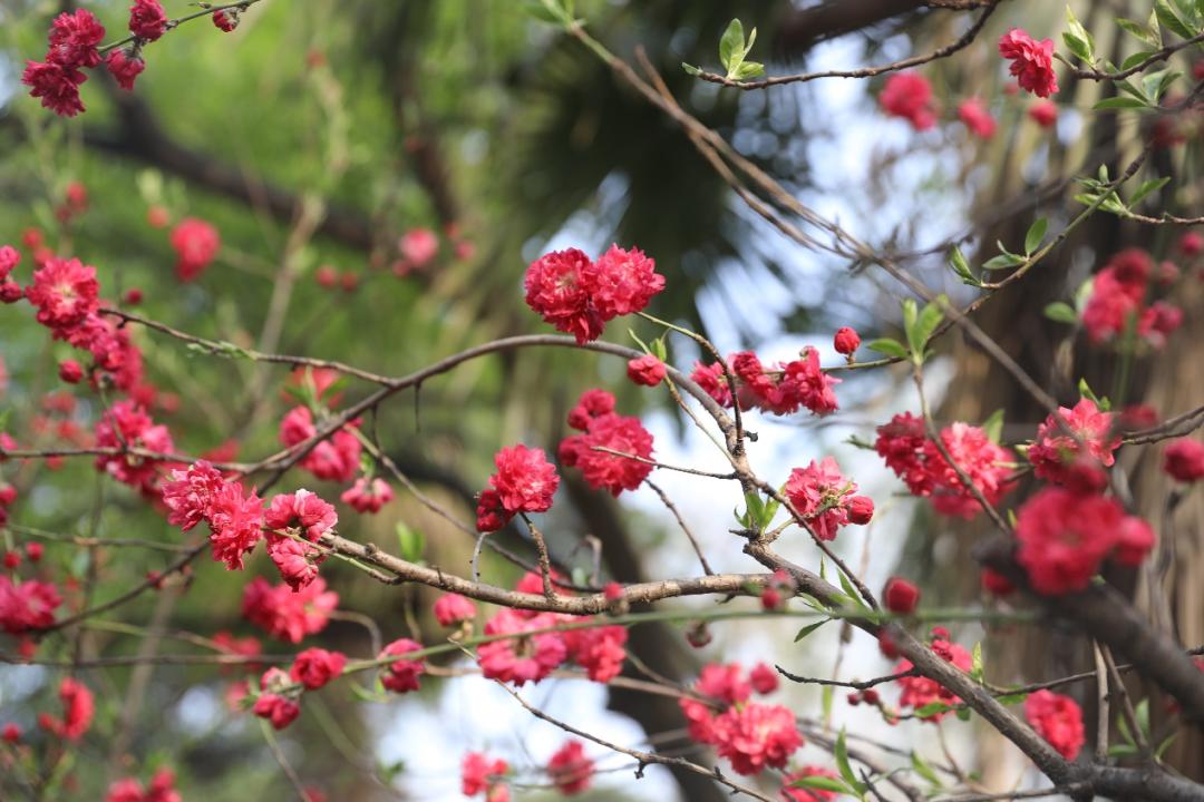 鐩哥害鍐滃ぇ,鐩歌仛浜戠鐩哥害鍐滃ぇ