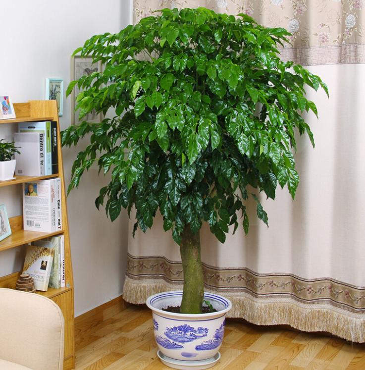 “客厅养树，十有九富”！老祖宗留下的“规矩”，说的太有道理了