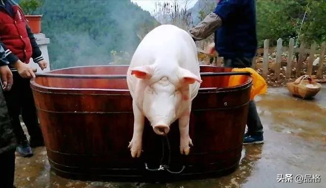 写给漂泊在外游子的话,有钱没钱回家过年语句