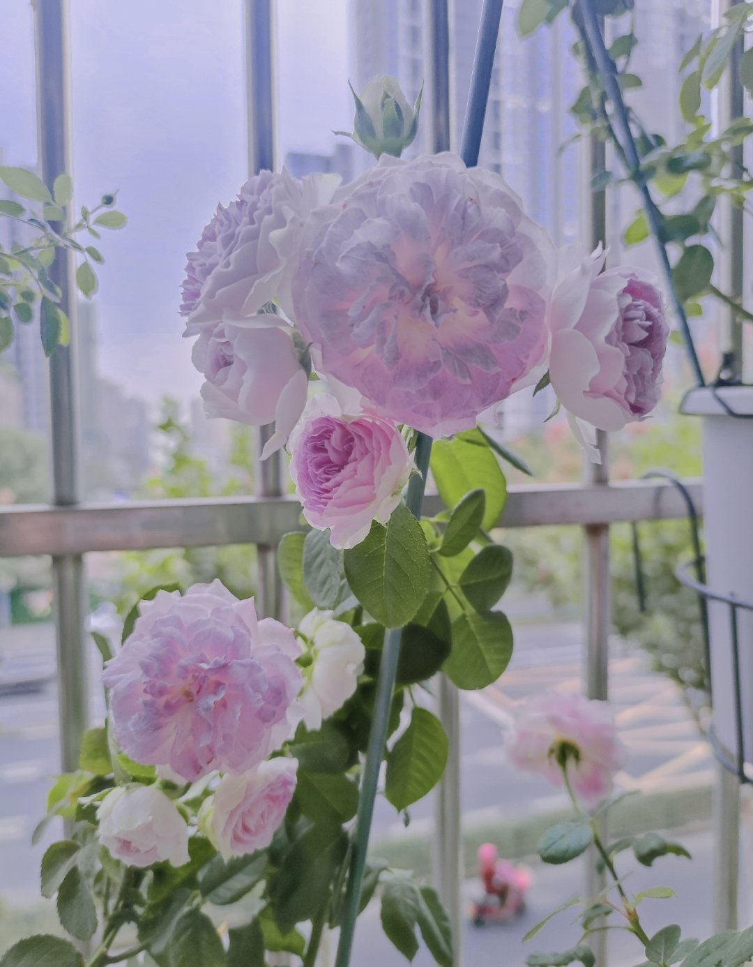 月季花蓝色晴空,月季花蓝月石