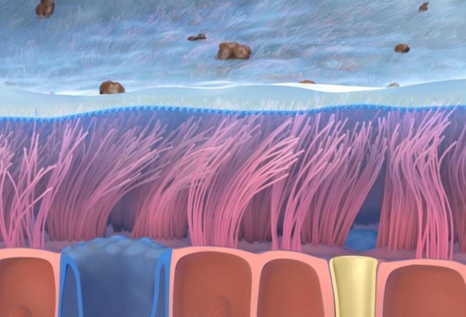 支气管哮喘痰液粘稠的预防,嗜酸性气道炎变异性哮喘怎么治疗