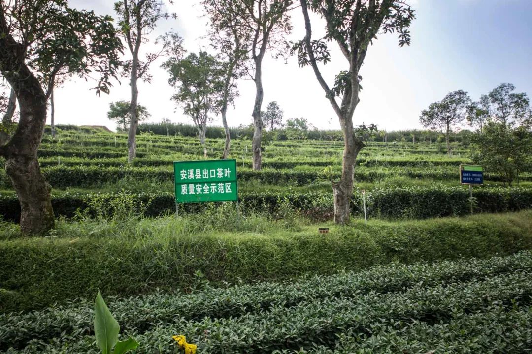 春茶的七大禁忌,四季春茶做什么茶比较好