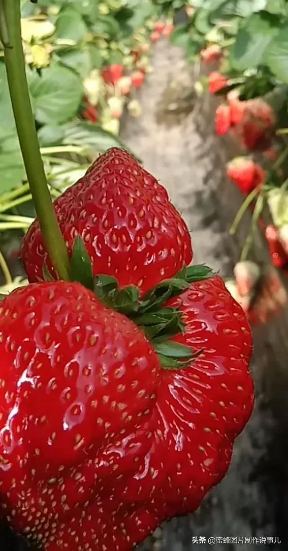 壁纸图片水果清新,丰收的水果高清图片壁纸