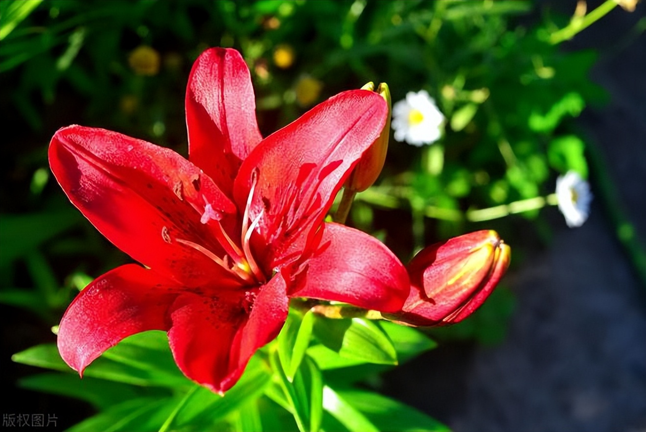 加代杜成澳门之行第8集 (加代和杜成澳门之行)