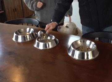 又馋又懒的狗,又馋又挑食的狗