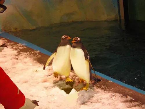 厦门旅游攻略自由行厦门老院子,厦门老院子民俗文化风情园简介