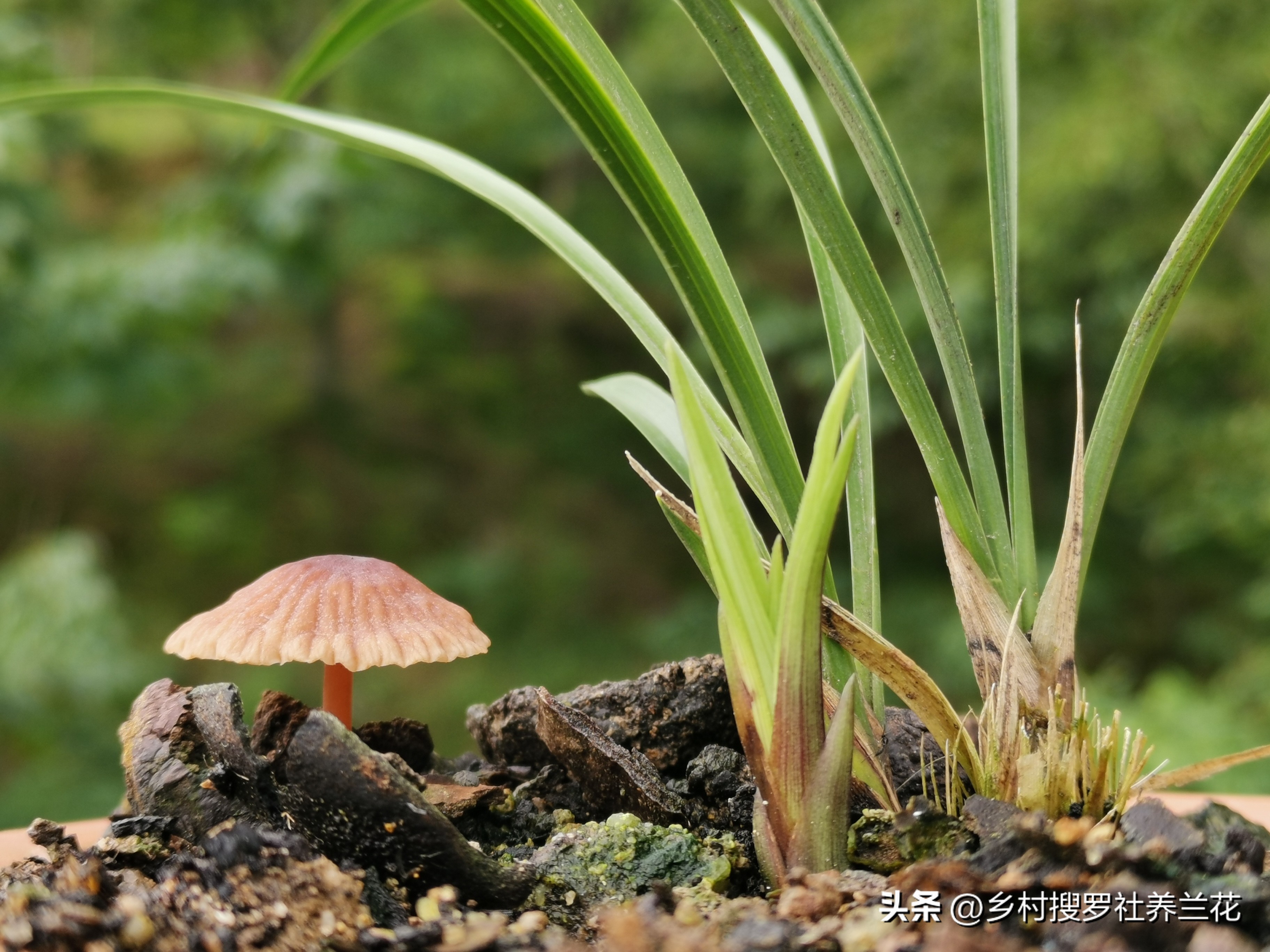 新手兰花不开花怎么办,新手养兰花不能做的事