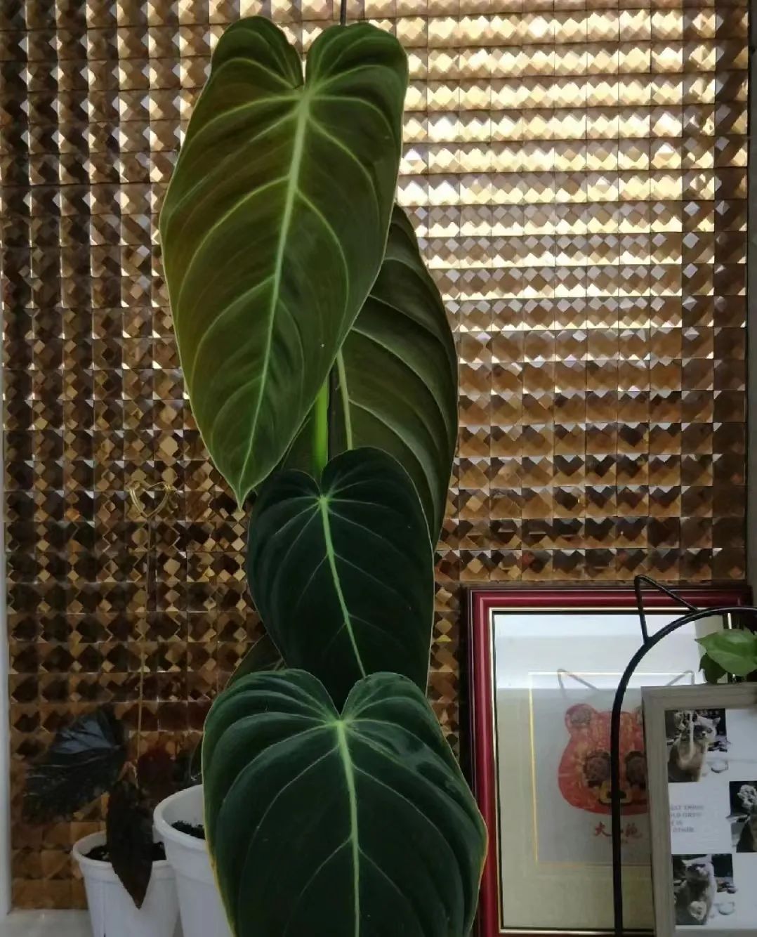 盘点24个常见蔓绿绒品种，叶色靓丽颜值高，总有一款撬动你的心！