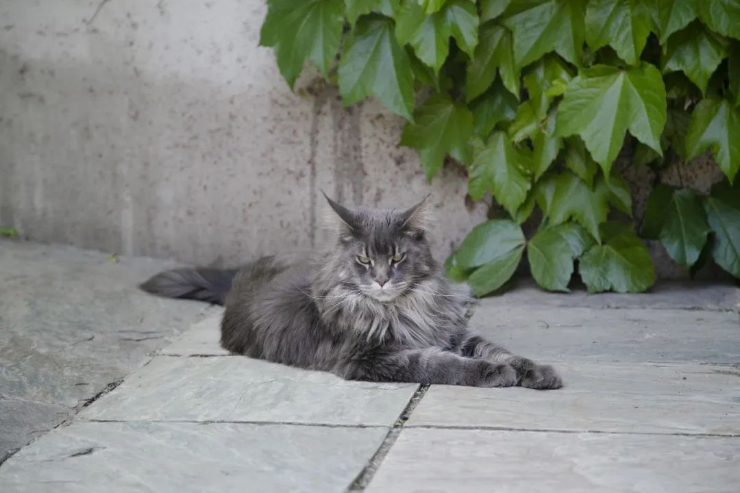 毛森森,观复猫毛森森