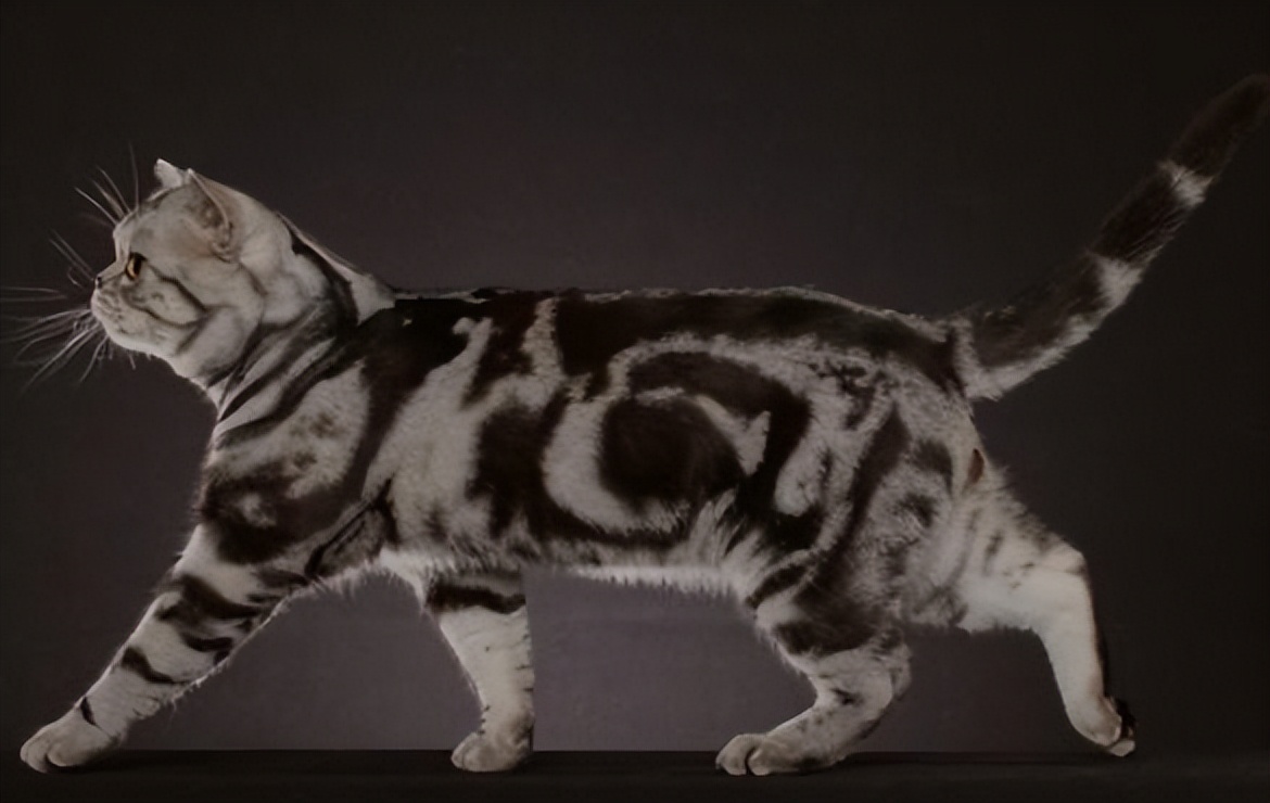 纯种猫咪有哪些颜色,纯种宠物猫有哪些品种