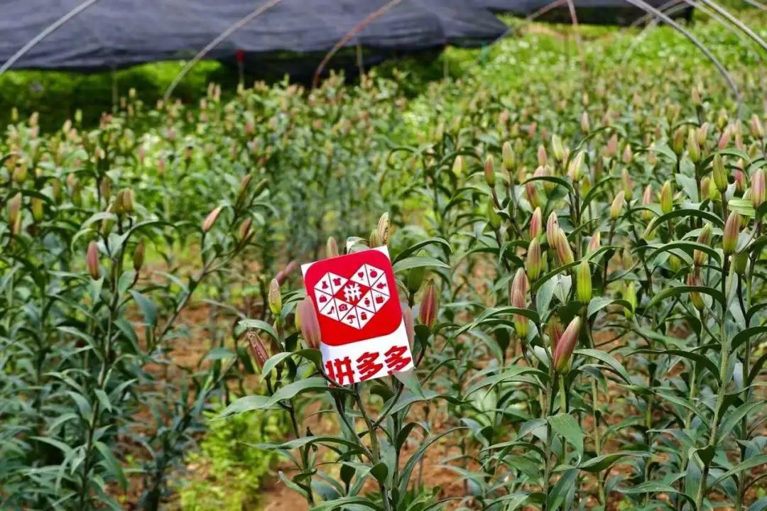 拼多多入局农业战略的优势,拼多多一站式产业助农新路径