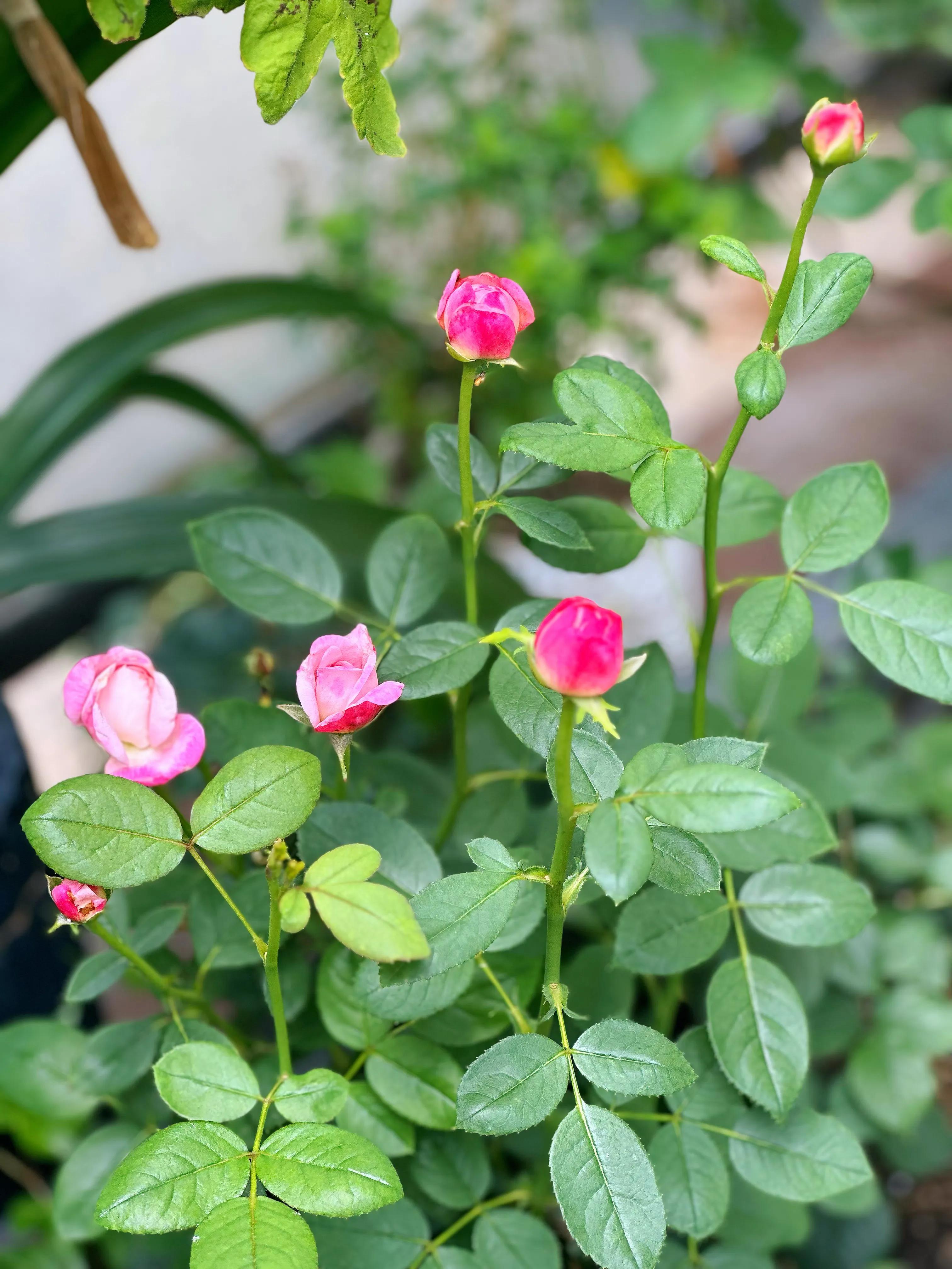 多季节开花的月季有哪些,夏天月季开花不标准