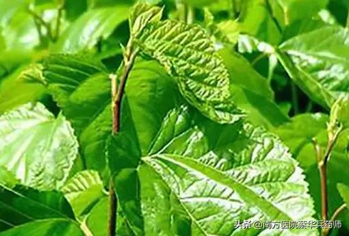 散结祛风湿肢体麻的中药,风湿痹痛风疹瘙痒是什么意思