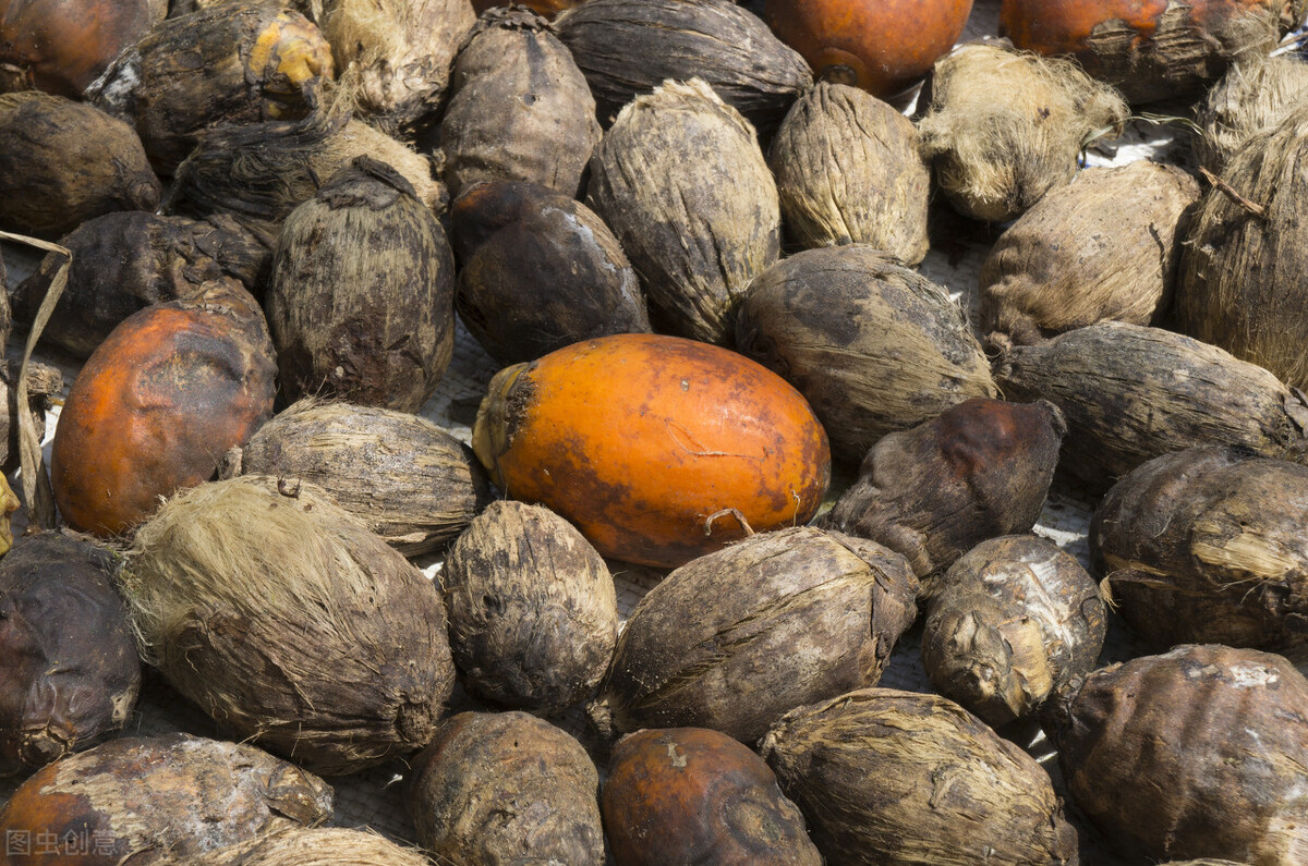 槟榔的危害科学分析,槟榔的危害有多大资料