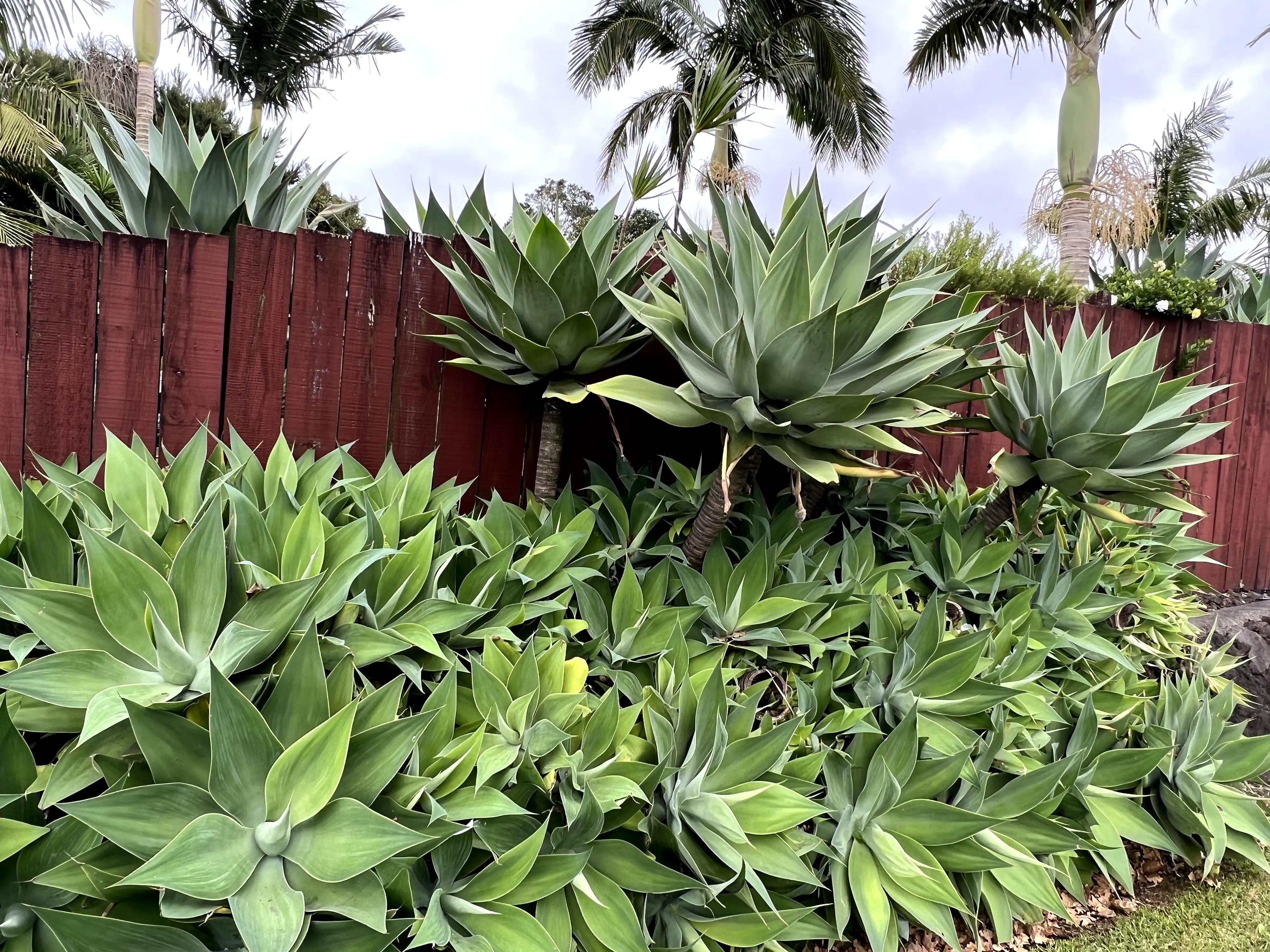 新西兰打工人的日常,新西兰打工的一天