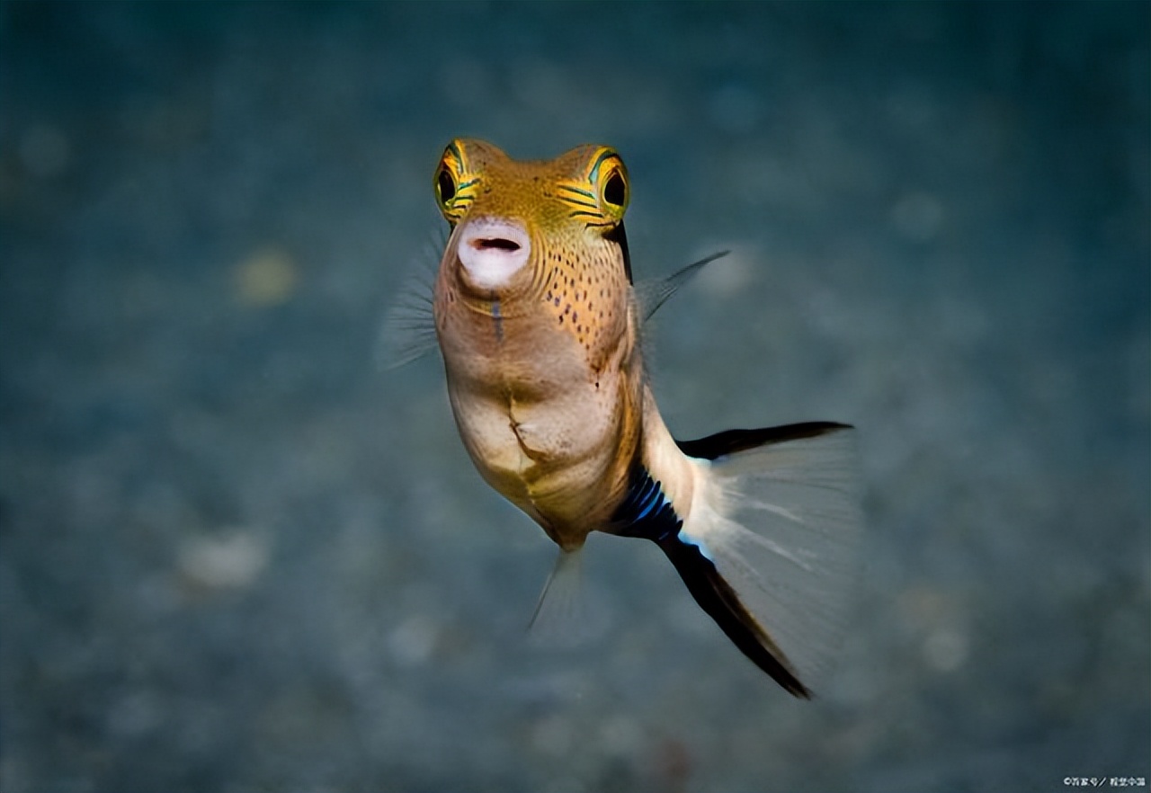 河豚毒性,河豚为什么吃了有毒的食物不中毒