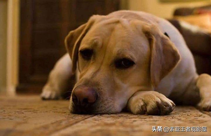 生肖属狗的人性格正直忠诚,生肖狗性格忠厚纯良