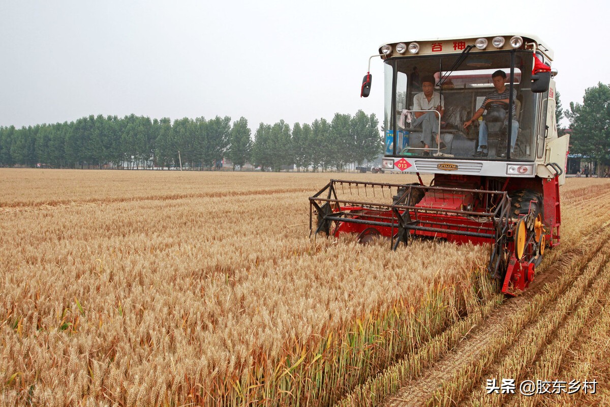 今年新小麦田间收购价格是多少,农村新麦收购价格
