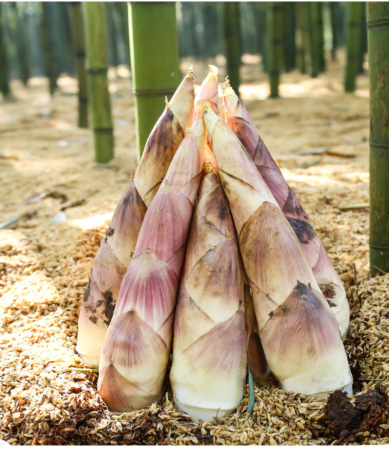 深山里的春笋怎么做,山里的野笋又肥又嫩又好吃