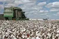 美国阴谋：不制裁*疆新**小麦、玉米、高粱、大豆，偏偏制裁*疆新**棉花