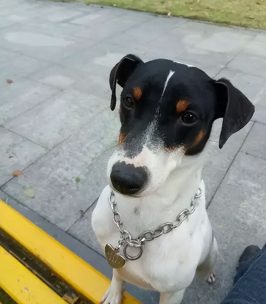 太仓猎犬真实优缺点,太仓猎犬有什么特点