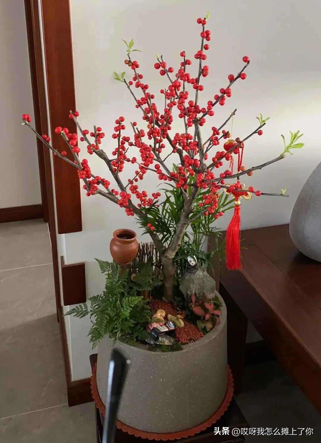 北美冬青,北美冬青的卖点